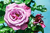 Rose (Rosa 'Barbra Sterisand')