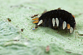 Handsome fungus beetle larva and wasps