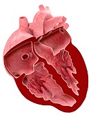 Heart anatomy,illustration