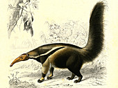Giant anteater,19th Century illustration