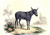 Donkey,19th Century illustration