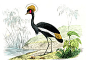 Crowned crane,19th Century illustration