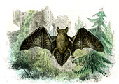 Bat,19th Century illustration