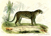 Leopard,19th Century illustration