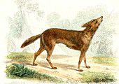 Golden jackal,19th Century illustration