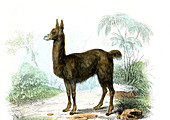 Llama,19th Century illustration