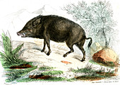 Wild boar,19th Century illustration