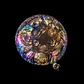 Jellyfish sculpture in polarized light