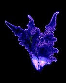 Gynura plant,Kirlian photograph