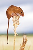 Harvest mouse on wheat