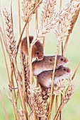 Harvest mice on wheat