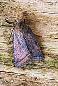 Red line quaker moth