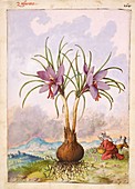 Crocus sativus flowers,illustration