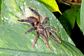 Pink Toed Tarantula