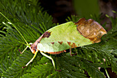 Leaf Mimic busk cricket