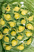 Glass-frog eggs