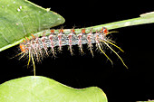 Venomous saturniid moth caterpillar