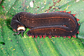 Peripatus or Velvet Worm