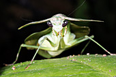 Tropical Shield Mantis