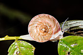 Snail in the rainforest understory