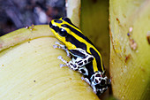 Variable poison frog