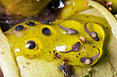 Splash-back poison frog eggs
