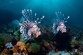 Red lionfish over a reef