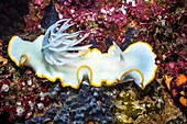 Nudibranch on a reef