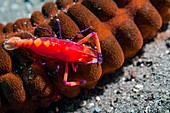 Emperor shrimp on harmonica sea cucumber