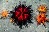 Fire urchins