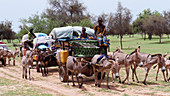 Herdsmen,Senegal