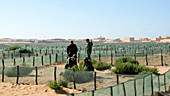 Desertification prevention,Morocco