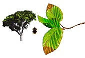 Beech weevil,illustration