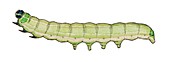Olive caterpillar
