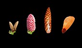 Norway spruce flowers,cones and seed