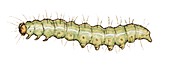 Straw dot caterpillar