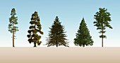 Softwood trees,illustration