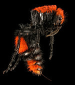 Velvet ant,female