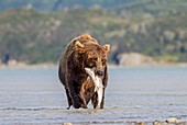 Brown bear with salmon,Alaska,USA