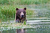 Brown bear swimming,Alaska,USA