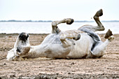 Camargue horse,France