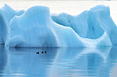 Melting Arctic iceberg