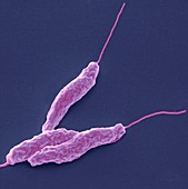 Campylobacter jejuni bacteria,SEM