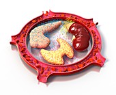 Endocrine system,illustration