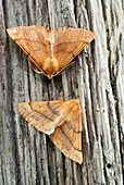 Feathered thorn moths