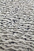 Tidal sand ripples