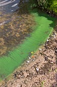 Cyanobacteria on a eutrophic lake shore