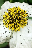 Pollen beetles on Romneya coulteri