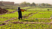 Oasis maintenance,Morocco