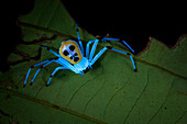 Crab spider under UV light